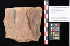 Foto (Objekt + Etikett) von Quercus palaeoilex Ettingshausen (NHMW-GEO-2024-0188-0840)